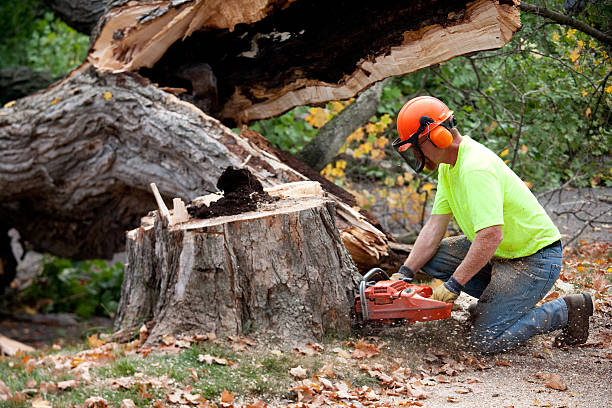 How Our Tree Care Process Works  in Boulder Creek, CA