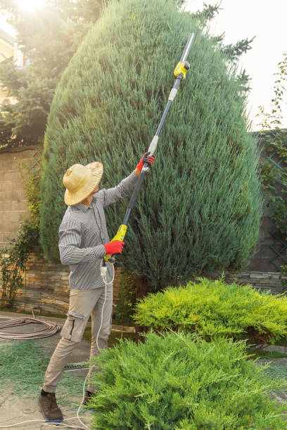 Best Lawn Renovation and Restoration  in Boulder Creek, CA